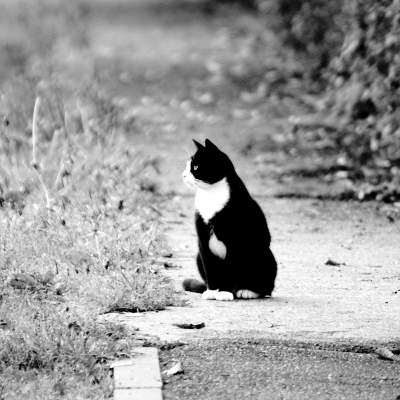 Black & White Cat, par Xavier E. G. Dierick
